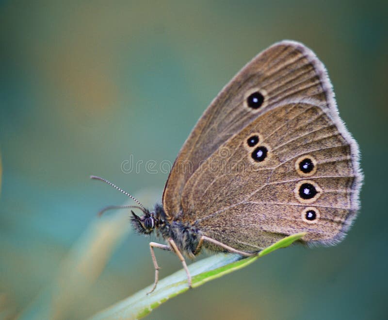 Insekta motyl na trawy ostrzu