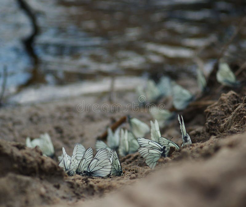 Insekta motyl w brudu piasku