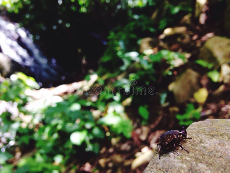 Insekty i siklawa widok zdjęcie stock Insekty i siklawa widok zdjęcie stock
