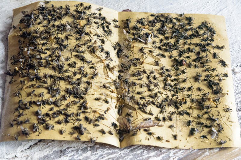 Insekty na kleistej taśmie w Nepal himalaje 2018 obrazy stock Insekty na kleistej taśmie w Nepal himalaje 2018 obrazy stock