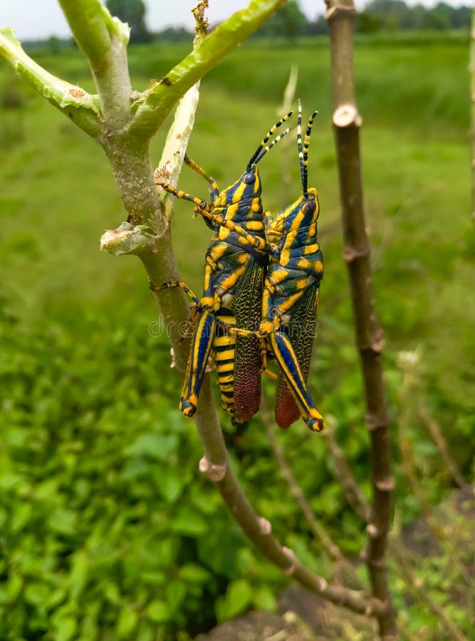 Insekty para pasikonik obraz royalty free Insekty para pasikonik obraz royalty free