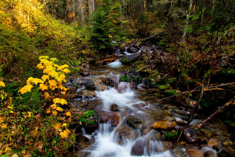 Insenatura della betulla in autunno immagini stock libere da diritti Insenatura della betulla in autunno immagini stock libere da diritti