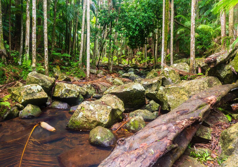 Insenatura in una foresta pluviale subtropicale - Australia fotografia stock Insenatura in una foresta pluviale subtropicale - Australia fotografia stock