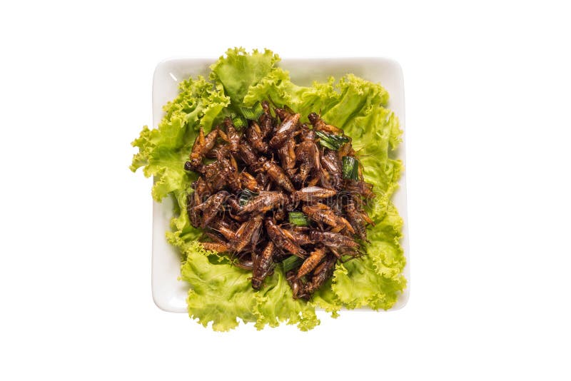 Food insect - Fried insects or Cricket insect crispy with pandan after fried and add a light coating of sauce and garnish Thai pepper powder on white dish with isolated on white background, Top view. Food insect - Fried insects or Cricket insect crispy with pandan after fried and add a light coating of sauce and garnish Thai pepper powder on white dish with isolated on white background, Top view