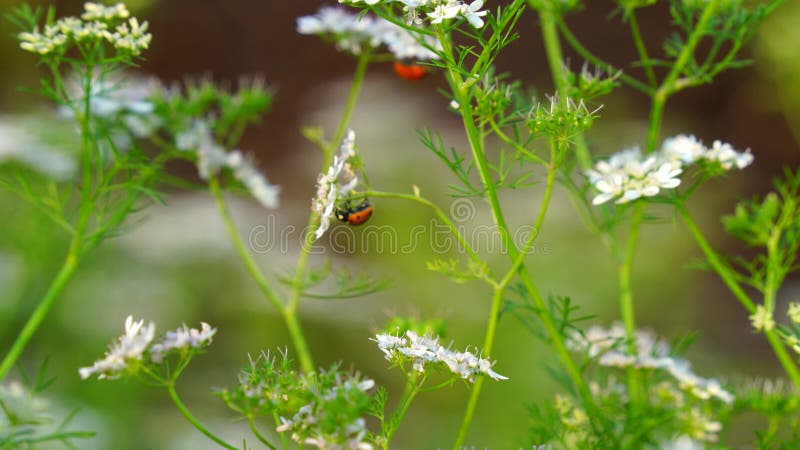 Inseto vivo em plantas fechadas. insetos-dama rastejando em plantas de coriandrum. borboletas brancas flor de coriandrum verde com