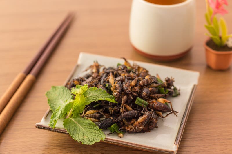 Fried insects - Cricket insect crispy with pandan after fried and add a light coating of sauce and garnish Thai pepper powder on white dish with chopsticks, tea, on wooden background, Select focus. Fried insects - Cricket insect crispy with pandan after fried and add a light coating of sauce and garnish Thai pepper powder on white dish with chopsticks, tea, on wooden background, Select focus