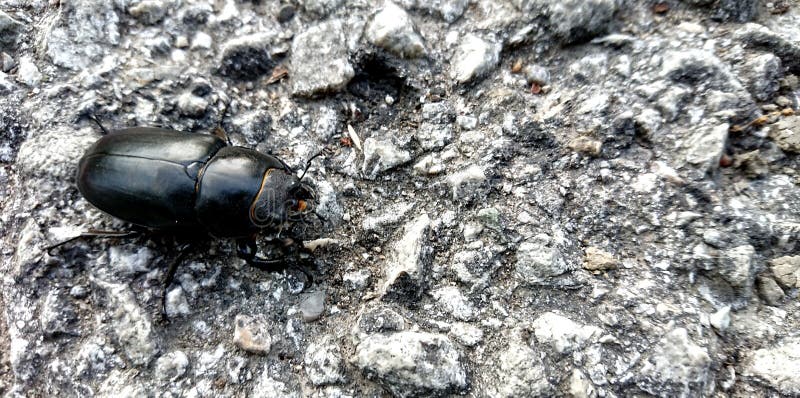Insetto Beatle su una strada di pietra fotografia stock Insetto Beatle su una strada di pietra fotografia stock