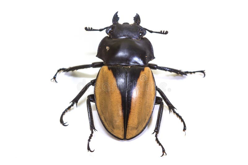 Insetto, scarabeo, insetto, nel genere Odontolabis
