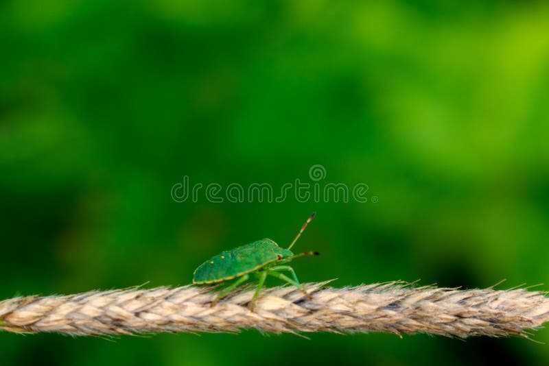 Insetto verde di puzzo sul fondo vago del bokeh immagini stock Insetto verde di puzzo sul fondo vago del bokeh immagini stock