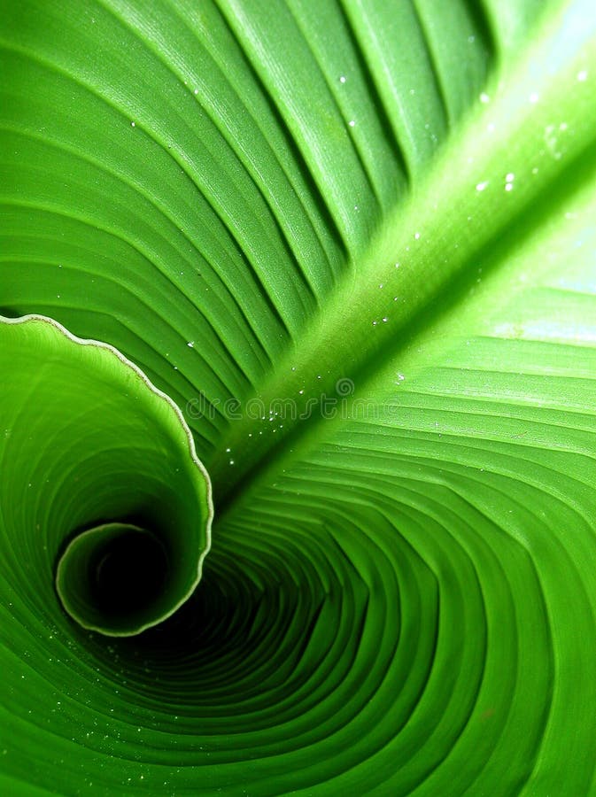 Banán leaf roll dizajn s padať peľ
