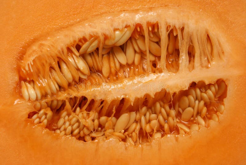 Inside a Cantaloupe