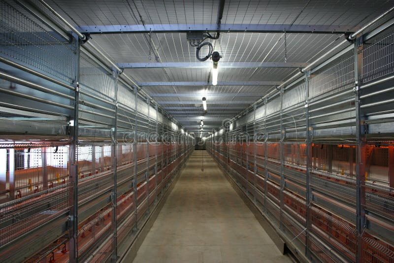 Inside chicken farm