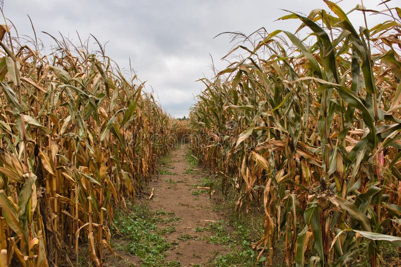 Inside a Corn Field Maze with a Cloudy Sky Stock Photo - Image of farm ...