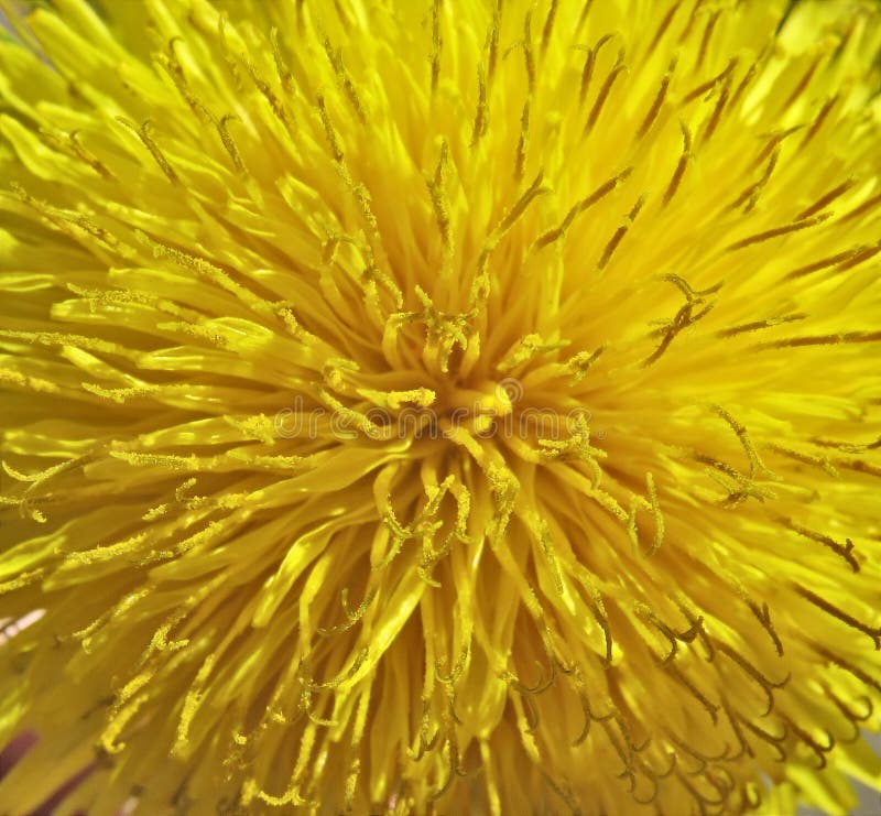 Inside a dandelion - macro. Floral background