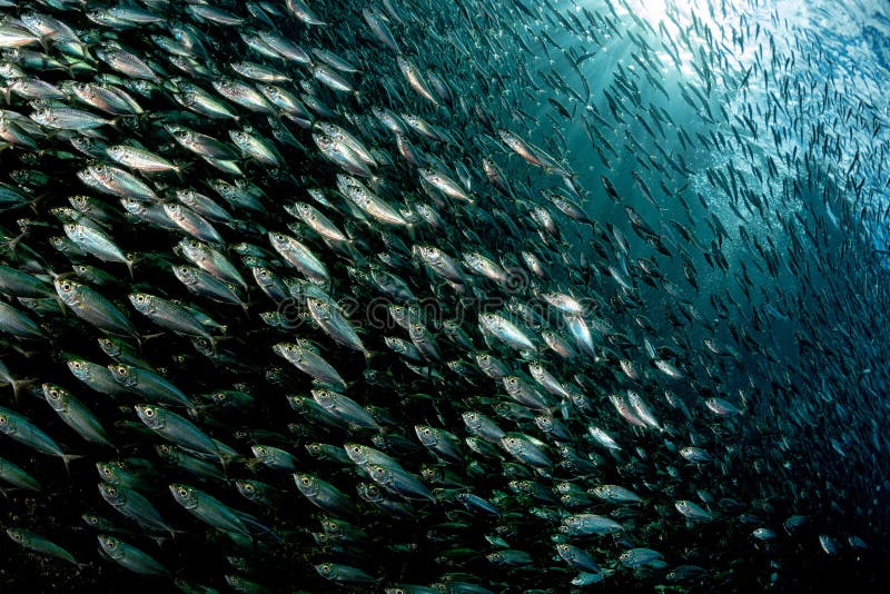 108 Sardine School Fish Ball Underwater Stock Photos - Free & Royalty-Free  Stock Photos from Dreamstime