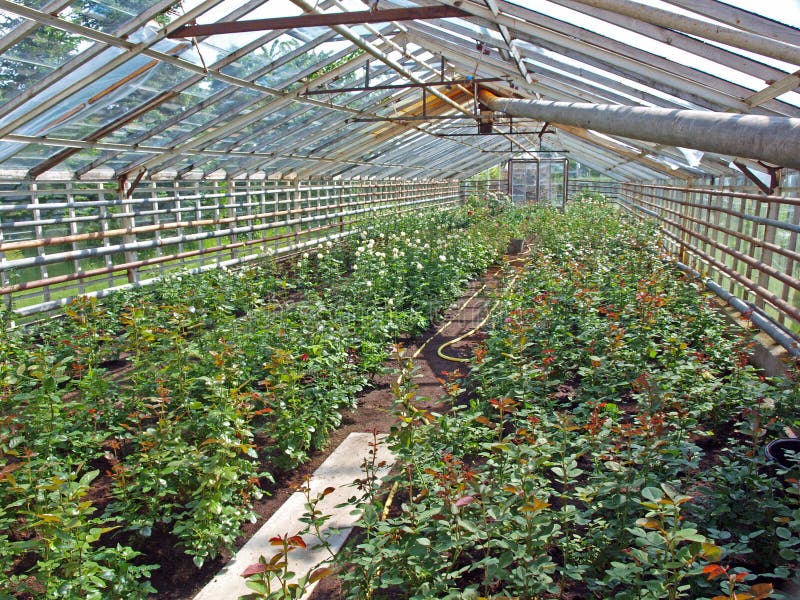 Glass greenhouse stock image. Image of high, long, greenhouse 19524693