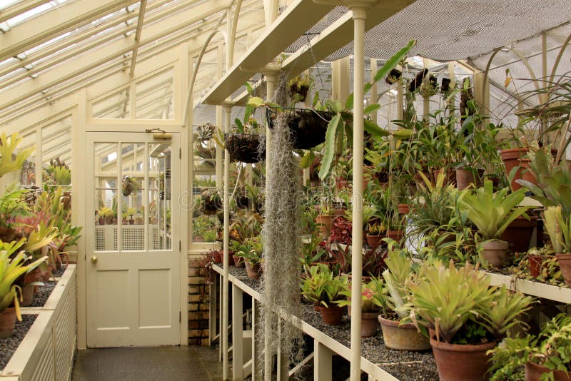 Inside a Greenhouse in Ireland Stock Photo Image of shelf, species
