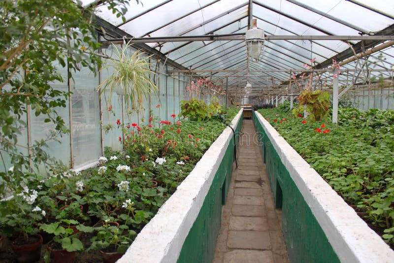 Inside the greenhouse stock photo. Image of crop, botany 37105738