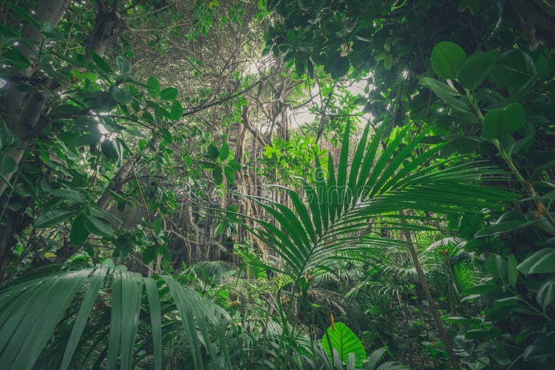 Inside jungle , in rainforest / tropical forest landscape