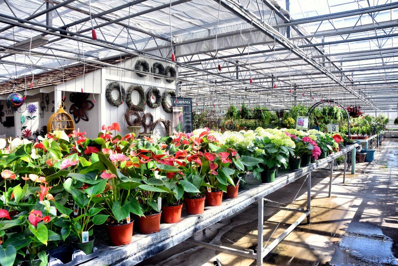 Greenhouse Full Of Flowers And Plants Stock Image Image Of Greenhouse Cement Greenhouse Full Of Flowers And Plants Stock Image Image Of Greenhouse Cement