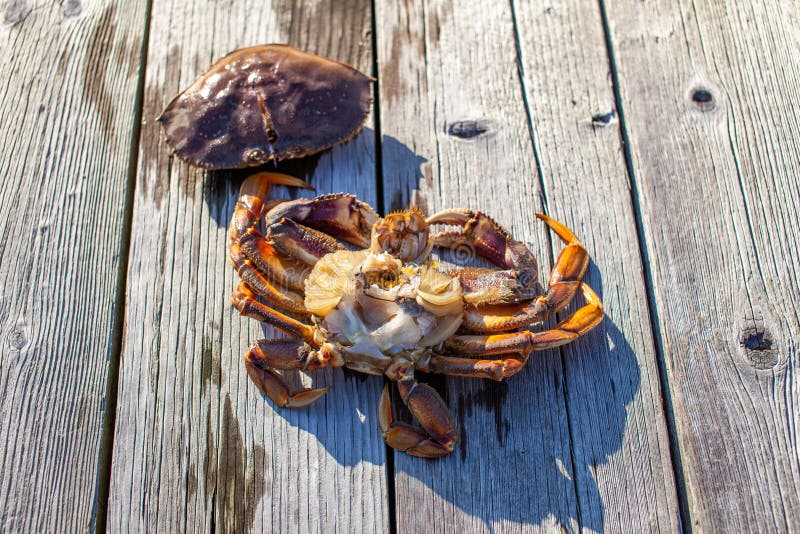 The inside of a male Dungeness crab on a dock