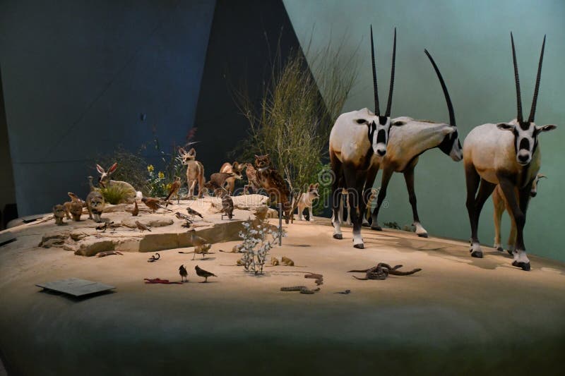 Inside the National Museum of Qatar in Doha, Qatar Editorial ...