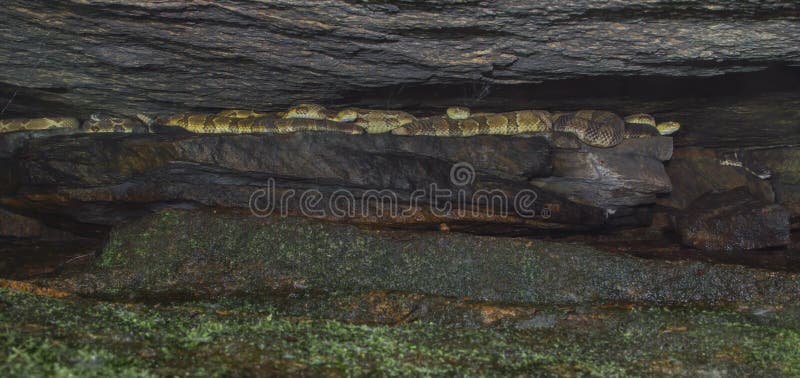 Peering into the outer cave entrance of a timber rattlesnake den. Taken in New York. Peering into the outer cave entrance of a timber rattlesnake den. Taken in New York