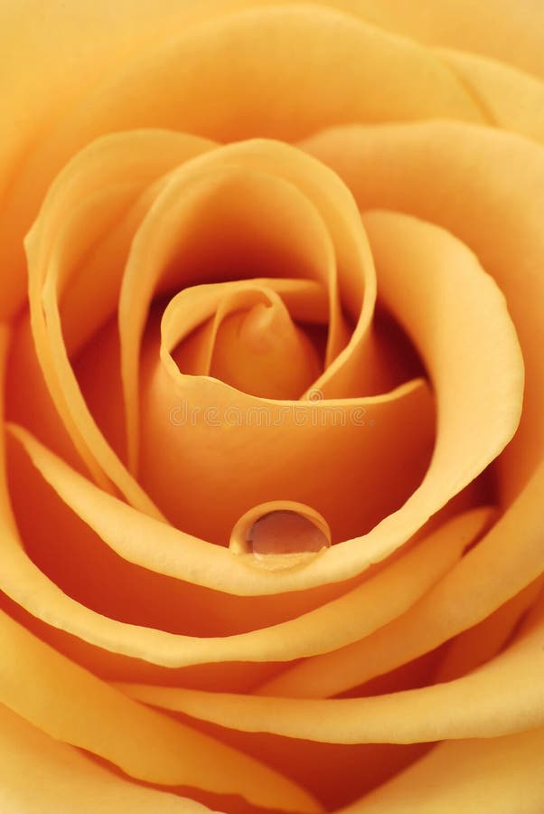 Inside of the rose stock photo. Image of petals, nature 15017406