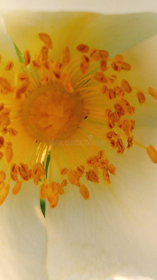 Inside a rose stock photo. Image of produce, rose, flower 220433874