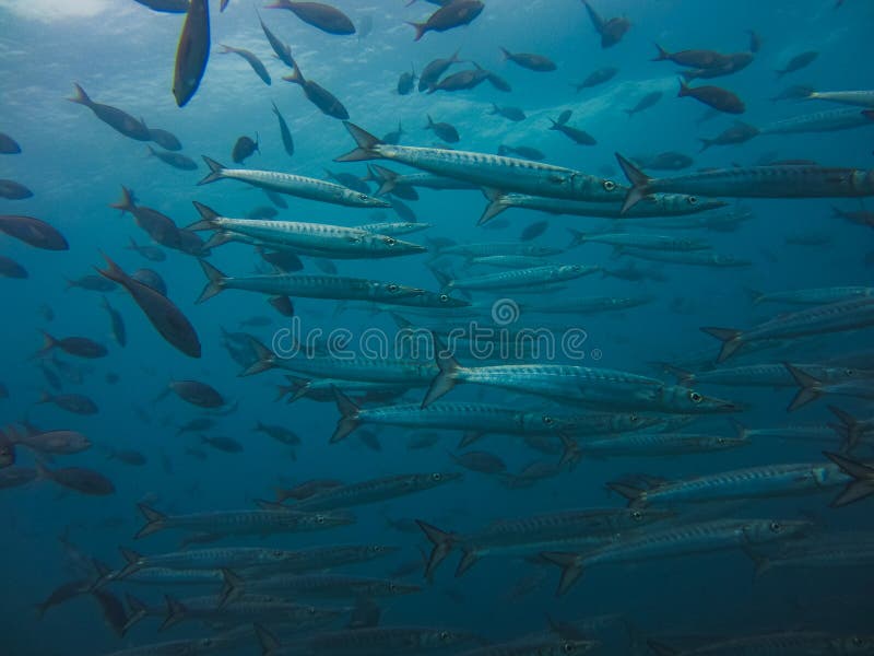 Inside a school of barracudas at the galapagos islands ecuador