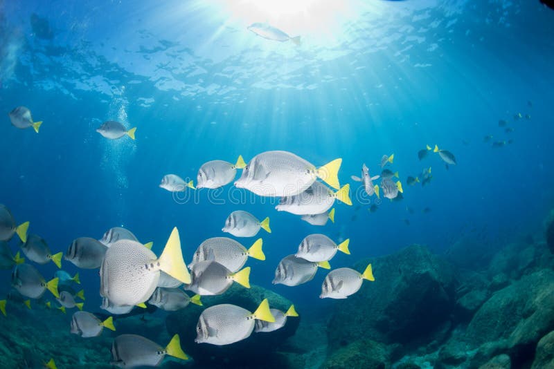 Inside a School of Fish Underwater Stock Photo - Image of dive, cooking ...