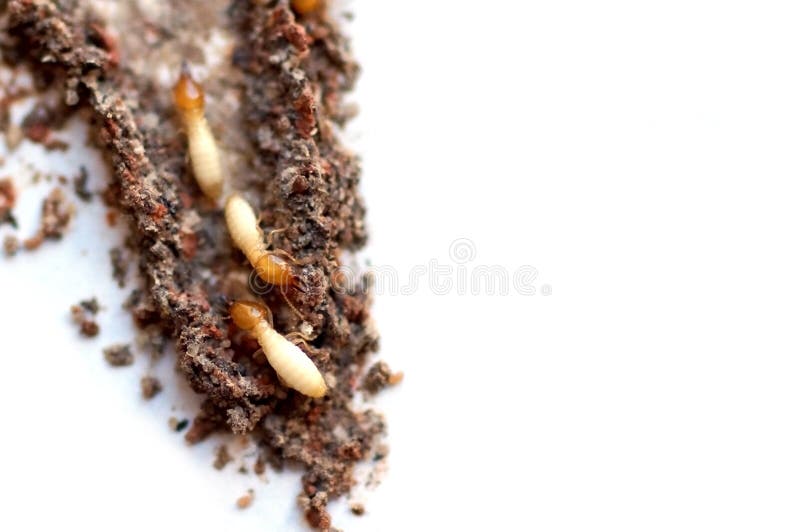 Inside view of a termite nest stock image