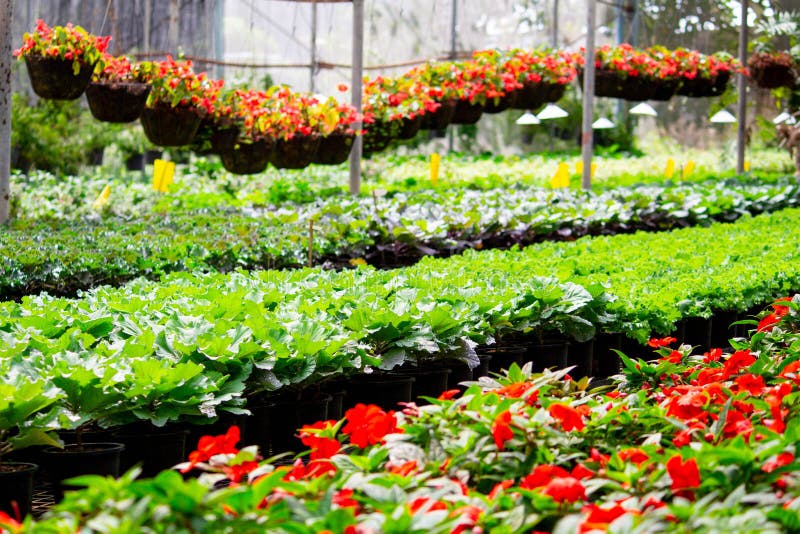 Inside a Wide Greenhouse for Planting Flowers To Sell Plants and ...