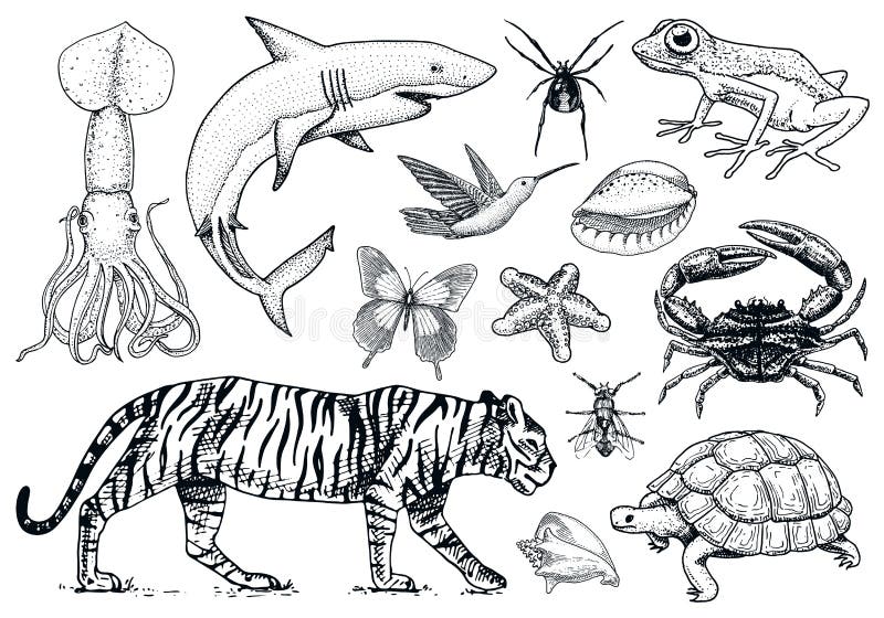 Insieme degli animali Rettile ed anfibio, mammifero ed insetto, tartaruga selvaggia Inciso disegnato a mano Vecchio schizzo d'ann royalty illustrazione gratis Insieme degli animali Rettile ed anfibio, mammifero ed insetto, tartaruga selvaggia Inciso disegnato a mano Vecchio schizzo d'ann royalty illustrazione gratis