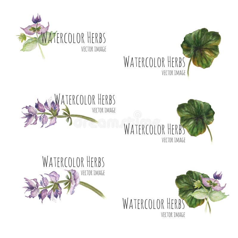 Download Insieme Degli Elementi Floreali Per Le Insegne E La Pubblicità Illustrazione Vettoriale - Illustrazione di insieme, arte: 56880563