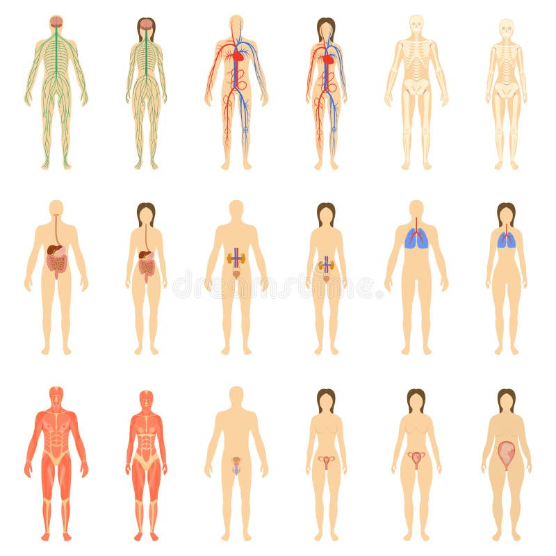 Insieme degli organi umani e dei sistemi illustrazione vettoriale Insieme degli organi umani e dei sistemi illustrazione vettoriale