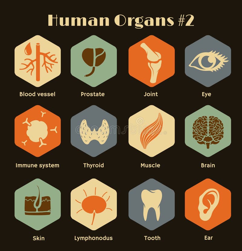 Insieme degli organi umani e dei sistemi delle retro icone piane illustrazione vettoriale Insieme degli organi umani e dei sistemi delle retro icone piane illustrazione vettoriale