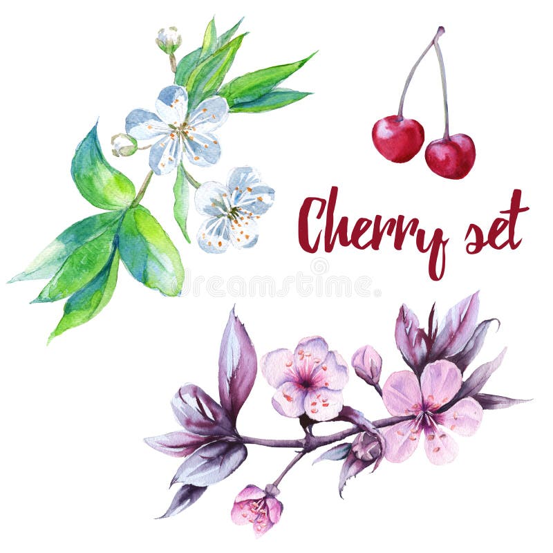 Insieme dei fiori di ciliegia con i fiori Isolato su priorità bassa bianca illustrazione vettoriale Insieme dei fiori di ciliegia con i fiori Isolato su priorità bassa bianca illustrazione vettoriale