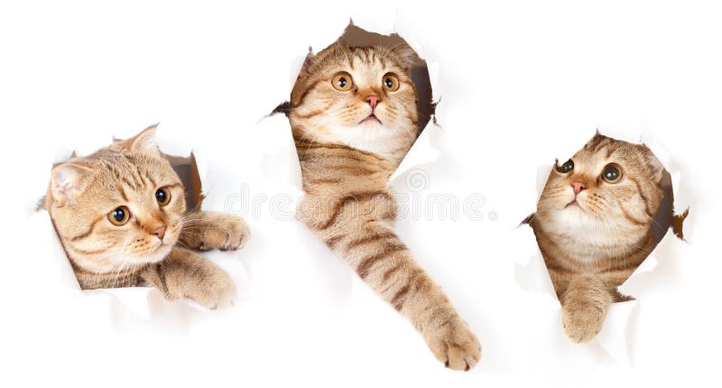 Insieme del gatto in foro violento lato di carta isolato