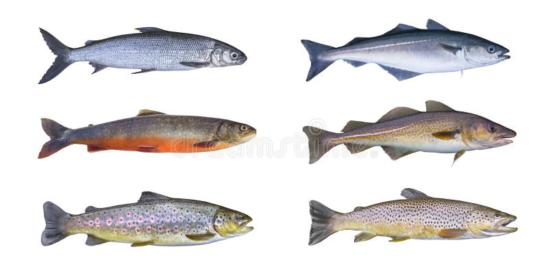 Insieme del pesce della Norvegia Coregone, salmerino alpino, trota fario del ruscello, pesce del pollock, merlano nero, merluzzi fotografia stock Insieme del pesce della Norvegia Coregone, salmerino alpino, trota fario del ruscello, pesce del pollock, merlano nero, merluzzi fotografia stock