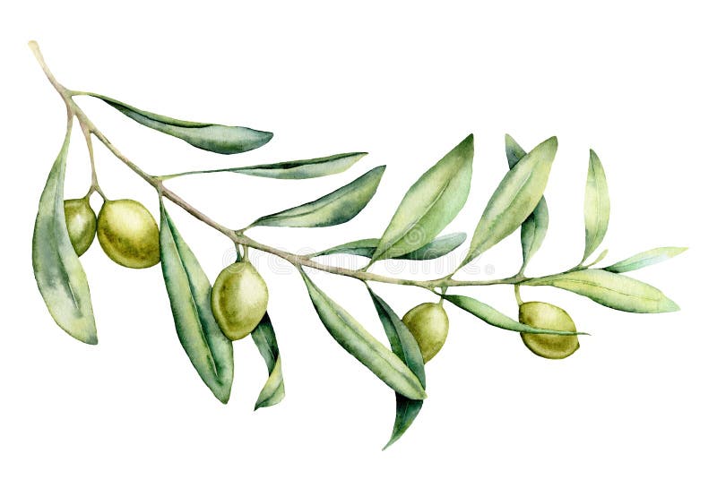 Insieme del ramo di ulivo di verde dell'acquerello Illustrazione floreale dipinta a mano con frutta ed i rami di albero verde oli