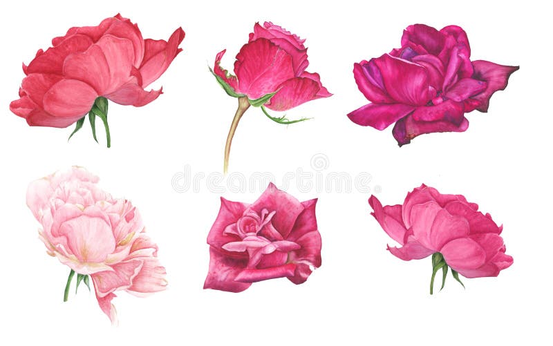 Insieme del rosa e delle rose rosse royalty illustrazione gratis Insieme del rosa e delle rose rosse royalty illustrazione gratis