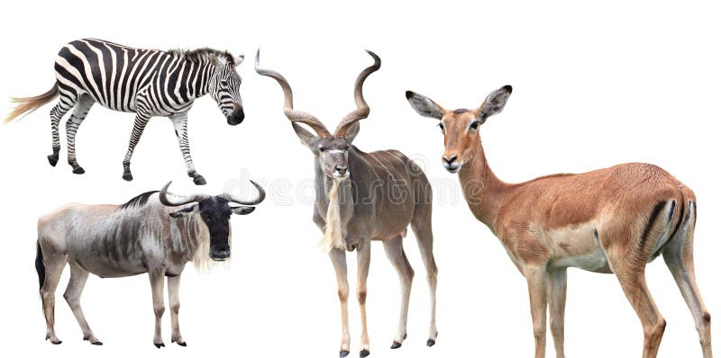 Insieme dell'animale immagine stock libera da diritti
