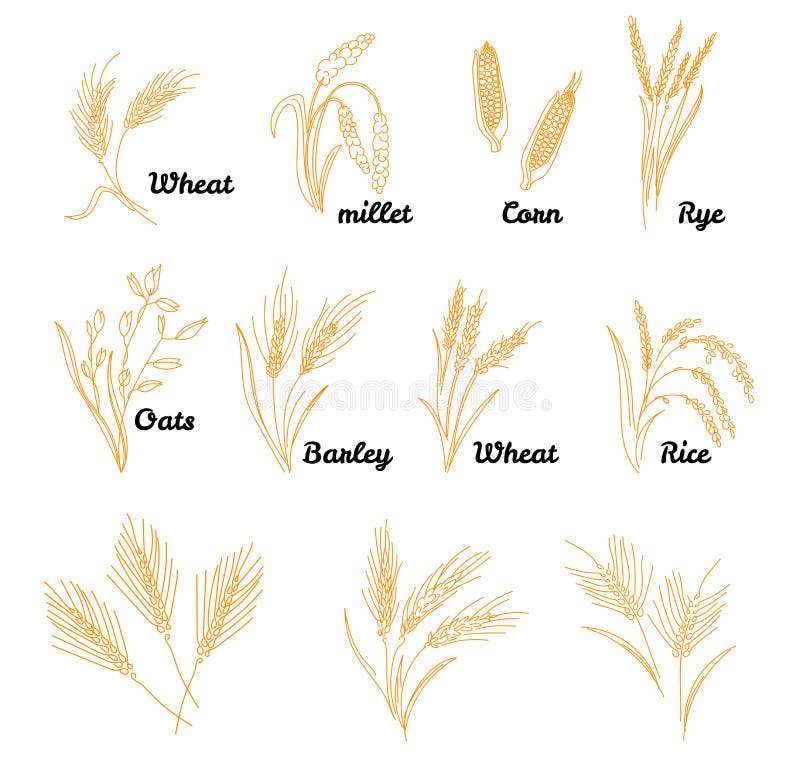 Insieme dell'icona dei cereali con riso Grano disegnato a mano dell'illustrazione, segale, avena, orzo, nello stile d'annata royalty illustrazione gratis Insieme dell'icona dei cereali con riso Grano disegnato a mano dell'illustrazione, segale, avena, orzo, nello stile d'annata royalty illustrazione gratis