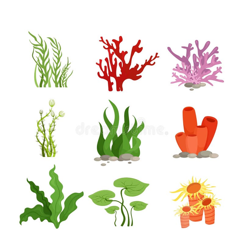 Insieme dell'illustrazione di vettore delle piante acquatiche colourful e del corallo isolati su fondo bianco nello stile piano d royalty illustrazione gratis Insieme dell'illustrazione di vettore delle piante acquatiche colourful e del corallo isolati su fondo bianco nello stile piano d royalty illustrazione gratis