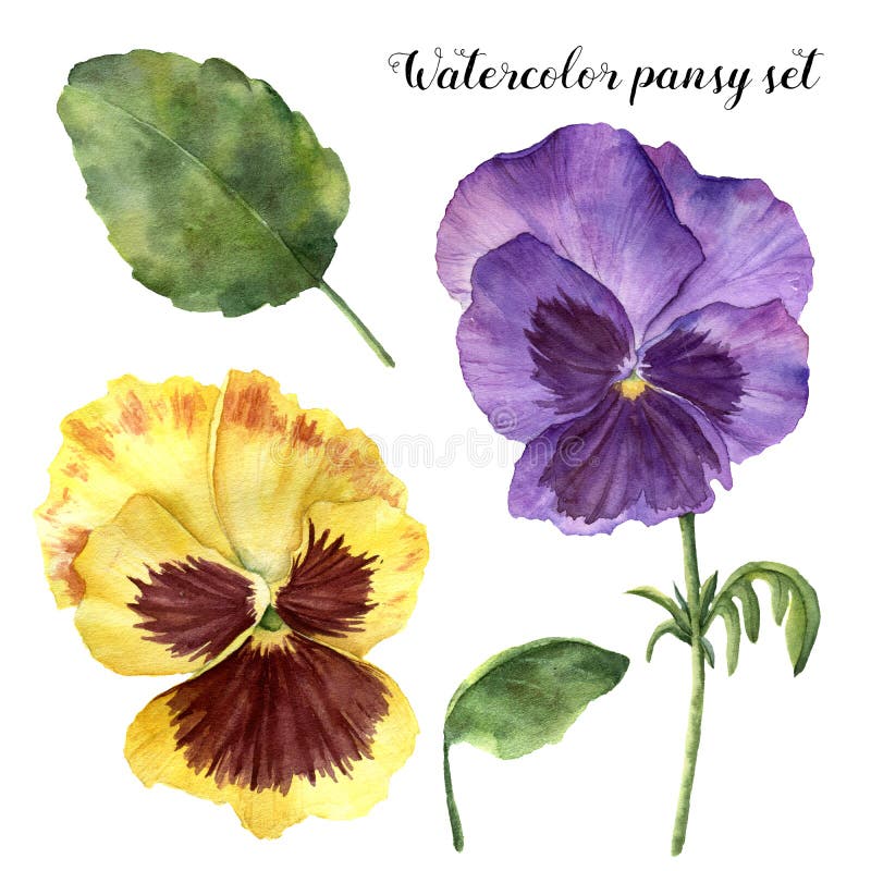 Insieme della pansé dell'acquerello Illustrazione floreale dipinta a mano con le foglie, i fiori della viola ed i rami isolati su illustrazione vettoriale Insieme della pansé dell'acquerello Illustrazione floreale dipinta a mano con le foglie, i fiori della viola ed i rami isolati su illustrazione vettoriale