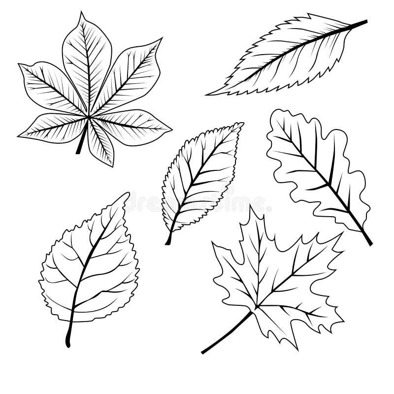 Insieme delle foglie illustrazione di stock Insieme delle foglie illustrazione di stock