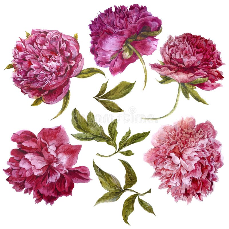 Insieme delle peonie rosa scure dell'acquerello, separato illustrazione vettoriale