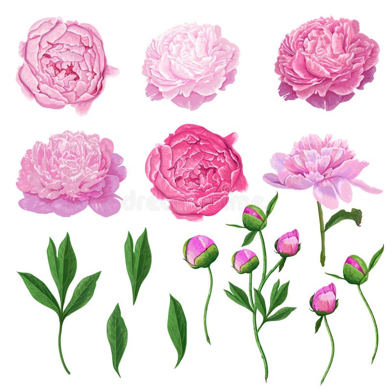 Insieme di elementi floreale con i fiori, le foglie ed i germogli rosa della peonia Flora botanica disegnata a mano per la decora