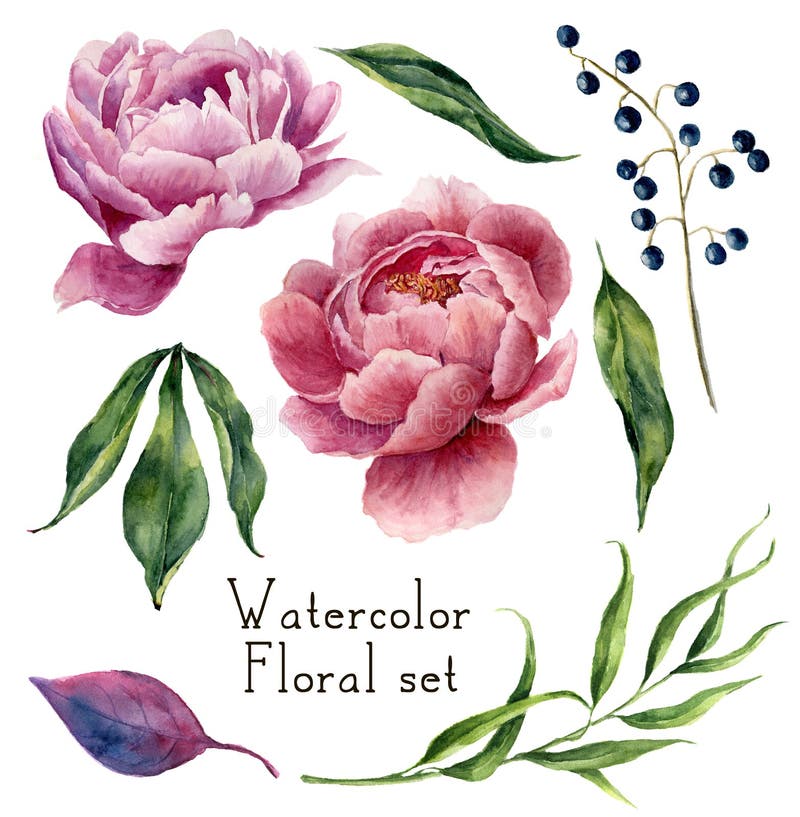 Insieme di elementi floreale dell'acquerello illustrazione di stock